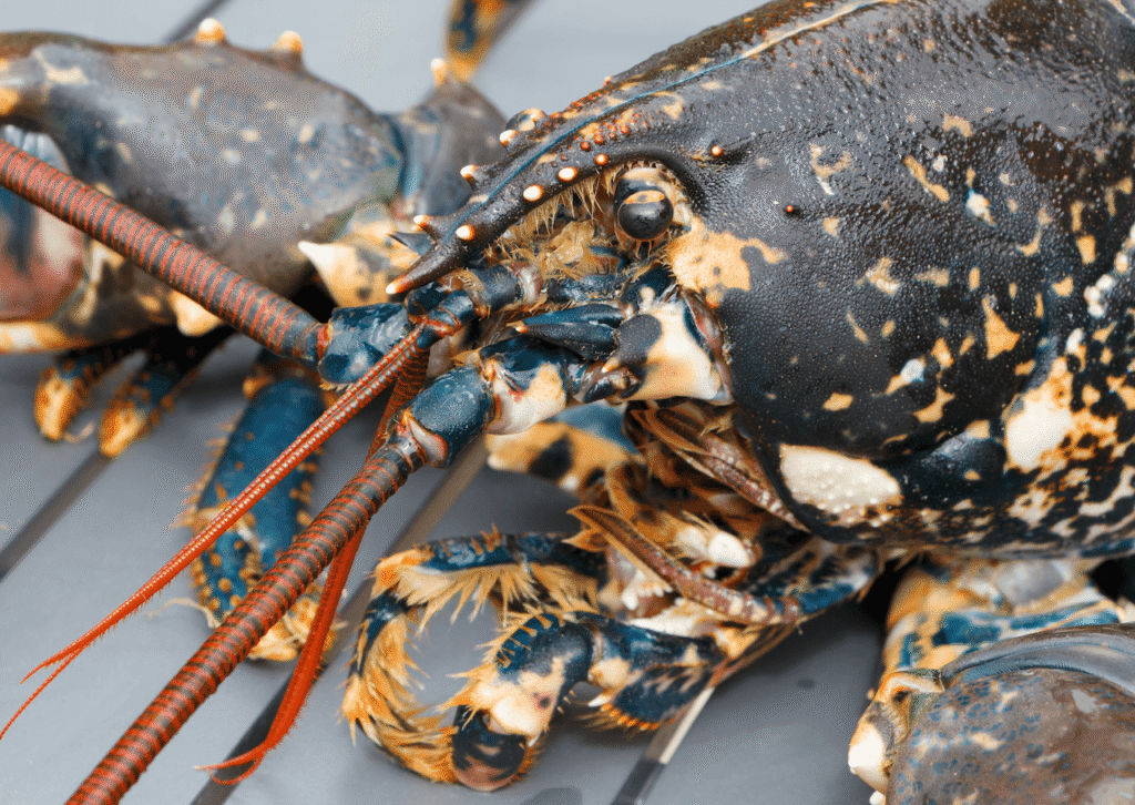 le homar breton et parmi les produits les plus réputés de la pêche bretonne